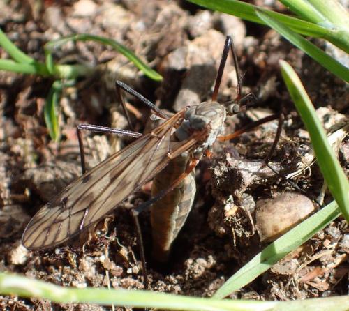 Réf. 229 235 : Tipula sp.